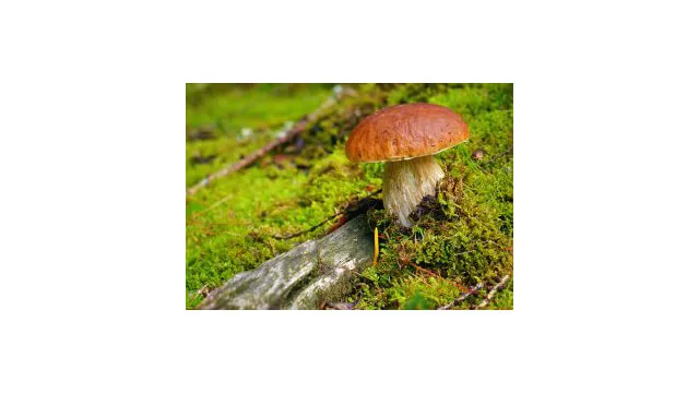 منابع طبیعی اسید فوماریک