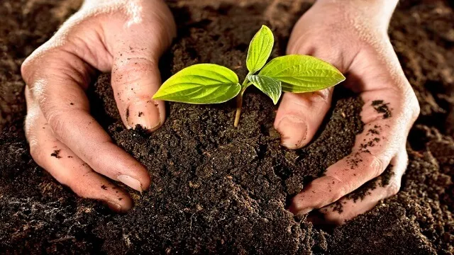 کاربرد آمونیوم تیوسولفات به عنوان کود