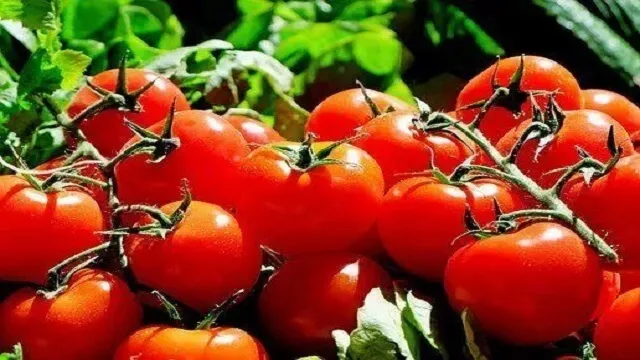تاثیرات نیترات کلسیم روی گوجه فرنگی