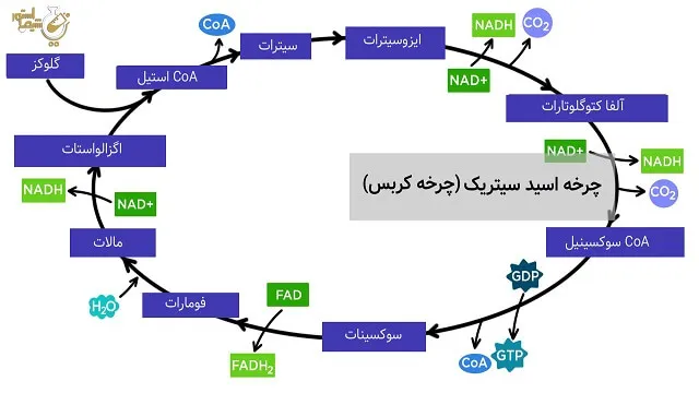 چرخه اسید سیتریک