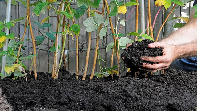 مزایای فسفیت پتاسیم