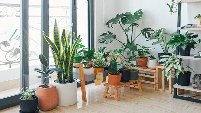 گل های آپارتمانی