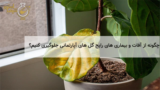 چگونه از آفات و بیماری های گیاهان جلوگیری کنیم