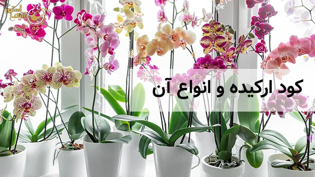 کود ارکیده و انواع آن