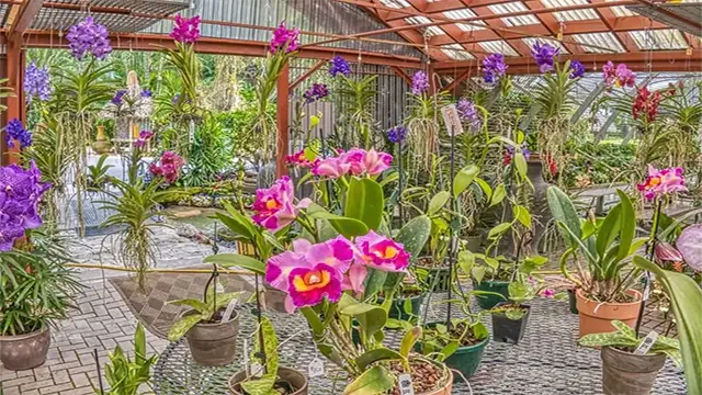 گل ارکیده در گلخانه
