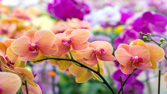 گل ارکیده