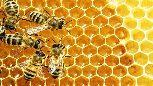 اسانس لیمو برای زنبور عسل