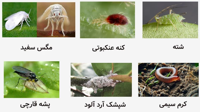 انواع آفات گیاهان