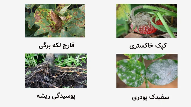 بیماری های گیاهان آپارتمانی