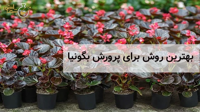 بگونیا