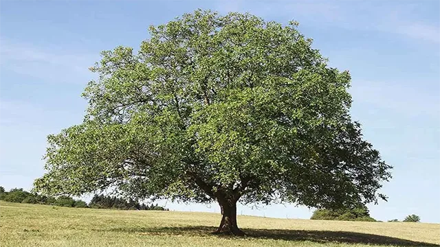 درخت گردو