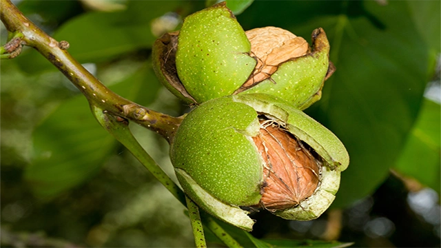 گردو
