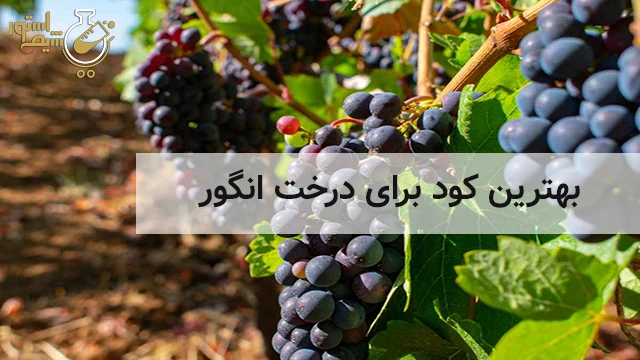 بهترین کود برای درخت انگور