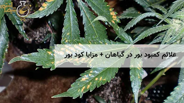 علائم کمبود بور در گیاهان + مزایا کود بور